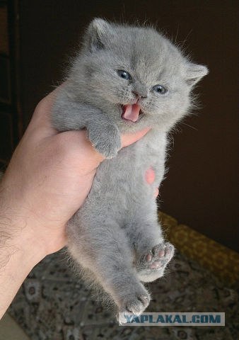 Котовторник 22.11.11