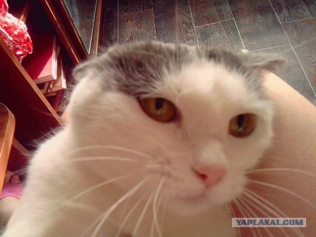 КОТОВТОРНИК (6.03.2012)