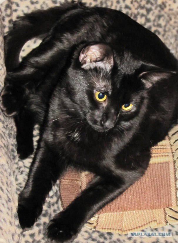 Котовторник 1 мая 2012