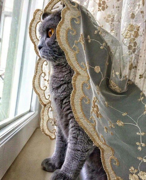 Живность из сети