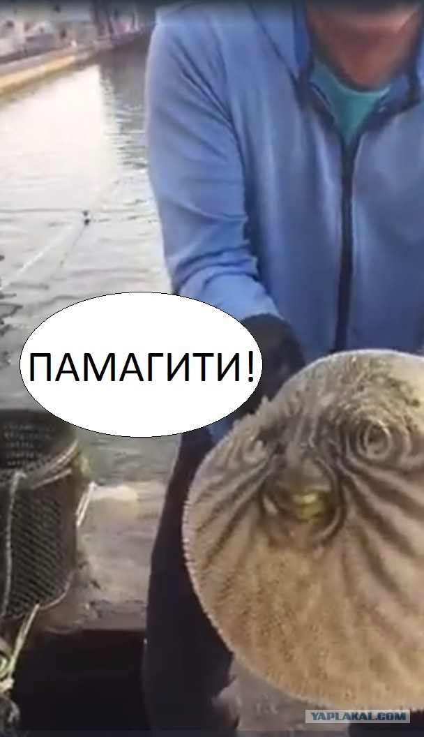 Рыбка