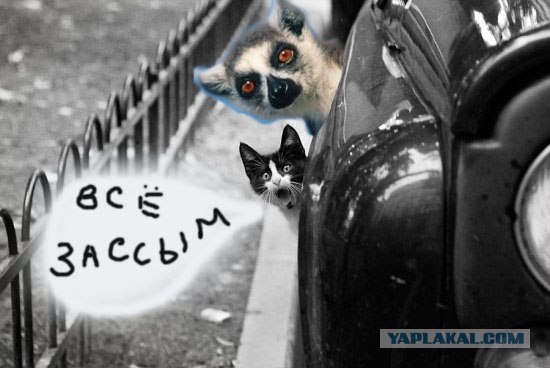 Фотожаба: Кот