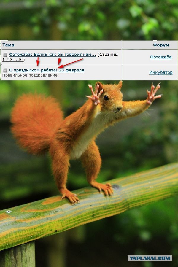 Фотожаба: Белка как бы говорит нам...