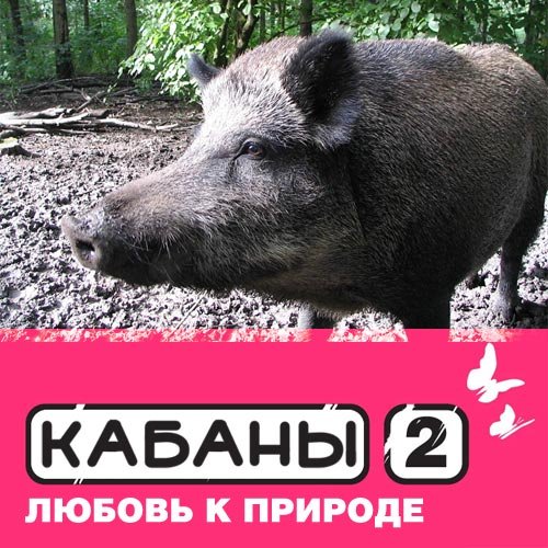 Кабанчики!