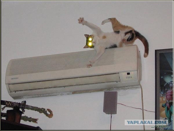 Devil Cat Is Watching You, Какие глазищи ^^