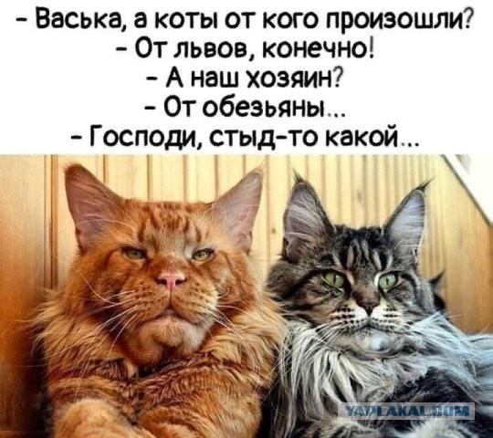 Погнали! С котовторником, други!