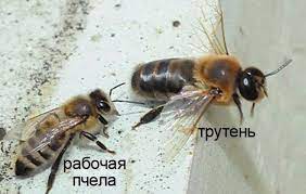 Оказывается в Якутии всего лишь трава сгорела