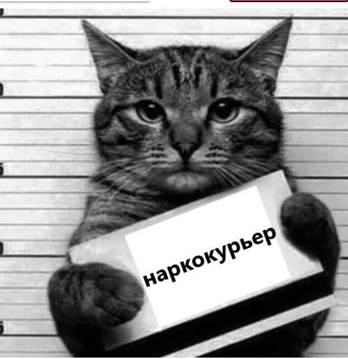 Кошка-наркокурьер пыталась пронести в казанскую колонию гашиш и мефедрон