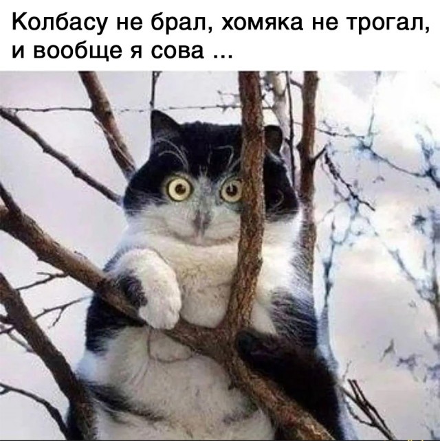 Картинки и мемы, начало праздников