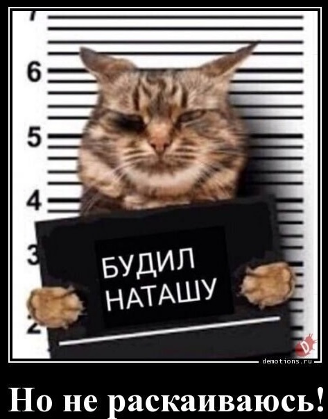 Тюремные коты