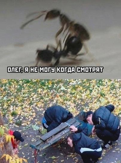 Папа, покажи оленя