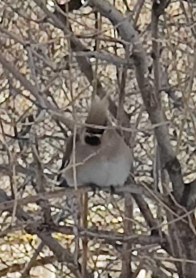 Свиристели, свиристели... пообедать прилетели!