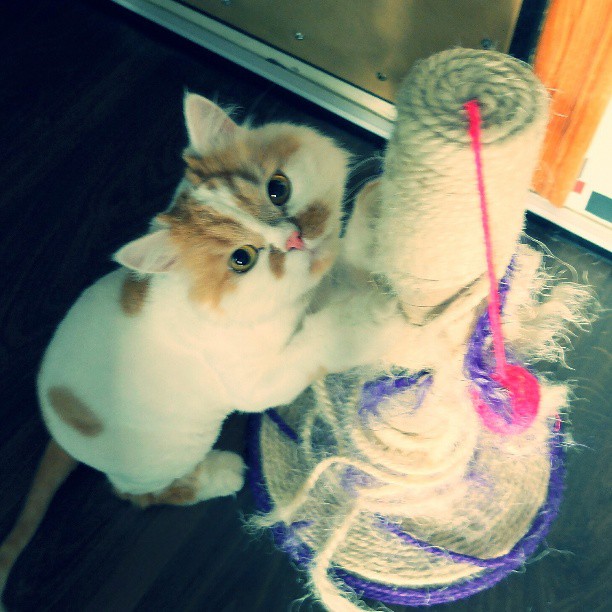 Котовторник 21.05.2013