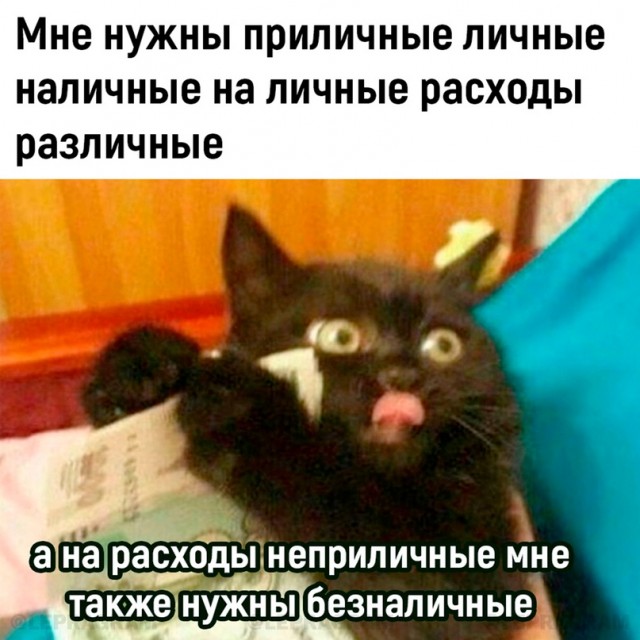 К котовторнику: подборка картинок-баянов с котиками и про котиков. Выпуск 17