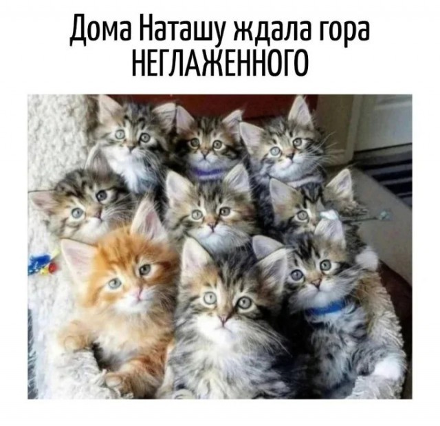 Подборка картинок-баянов с котиками и про котиков. Выпуск 34.