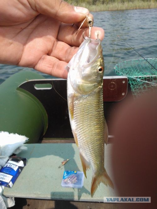 Брат поймал рыбку