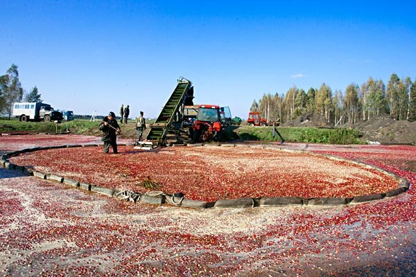 Завораживающая уборка клюквы