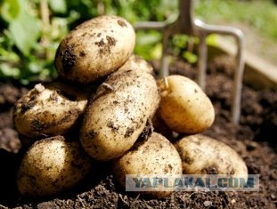 Как много девушек хороших