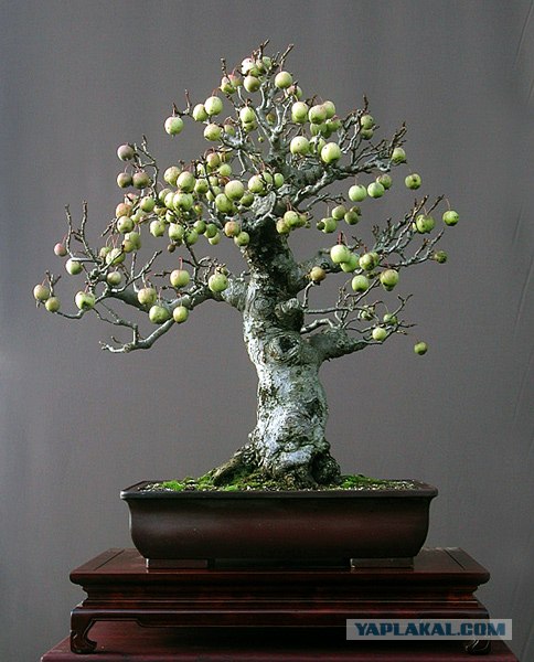 Могучие, многолетние деревья.