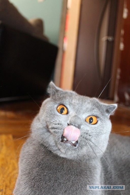 Котовторник 09.09.2014
