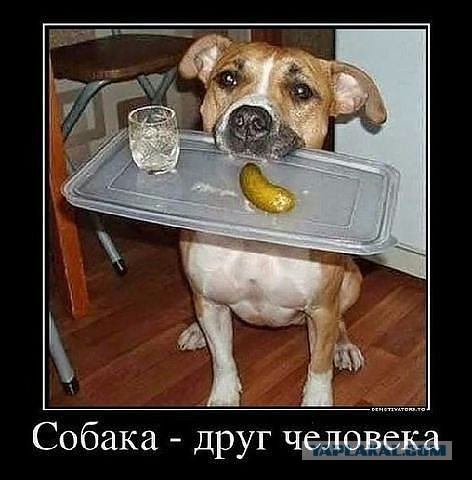 Утро добрым не бывает: 8 мифов о похмелье