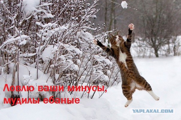 Когда вы минусуете уже заминусованного