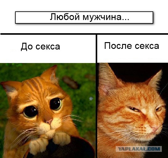 Известные котомемы.