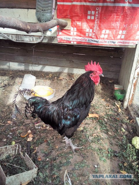 Как я рукожопил