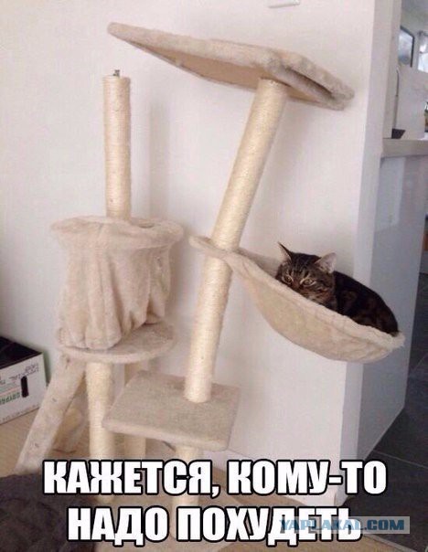 Котовторник 24.11.2015