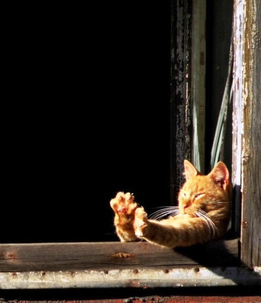 Коты в засаде