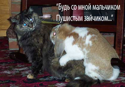 Секс у зверей