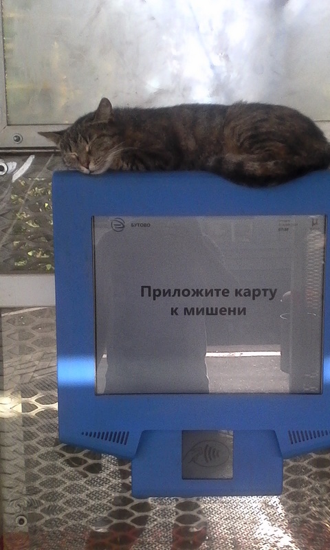Ваши фотки котов на телефон