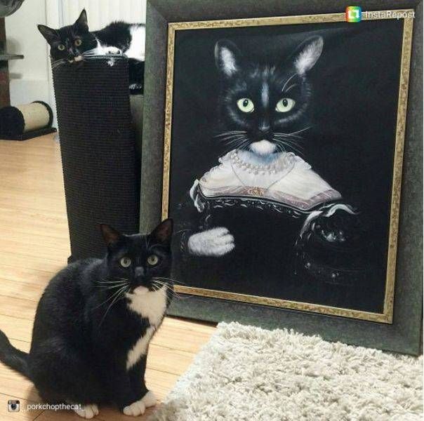 Коты из сети