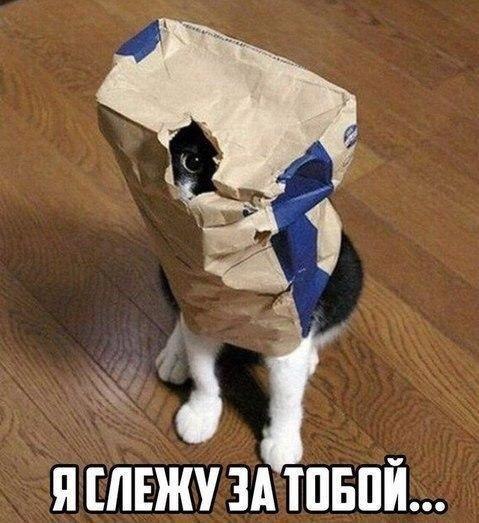 Забавные картинки вразнобой