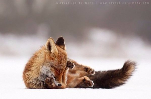 Самые смешные животные