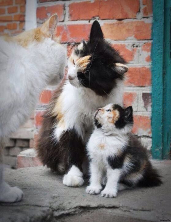 Коты из сети