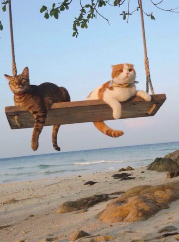 Коты из сети