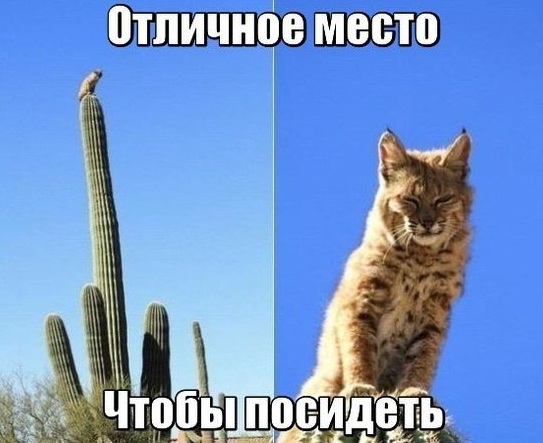Картинки ИЗ сети