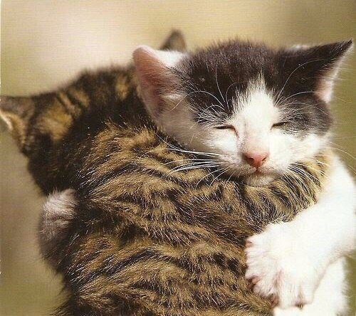 Коты и Кошки