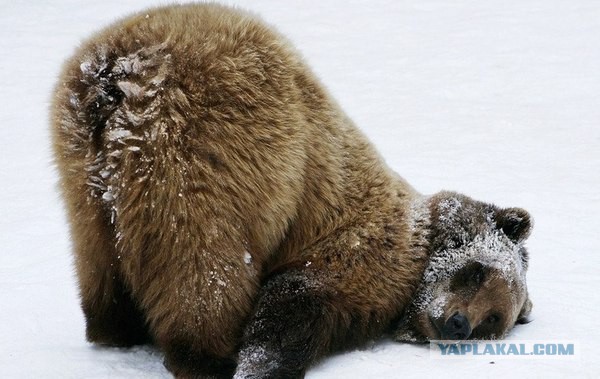 На грани выживания оказались 70% российских семей