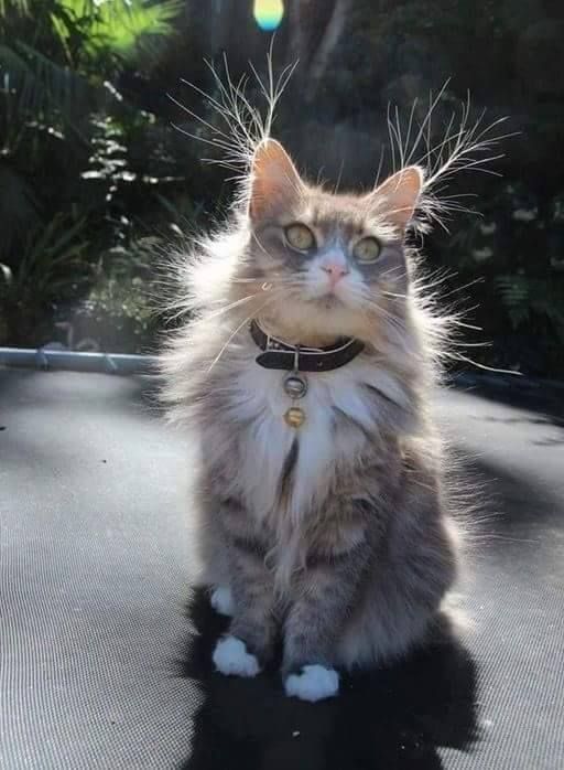Коты и Кошки