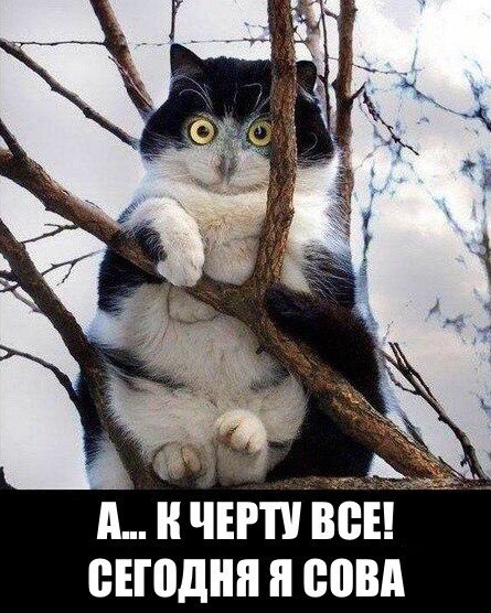 Коты и Кошки