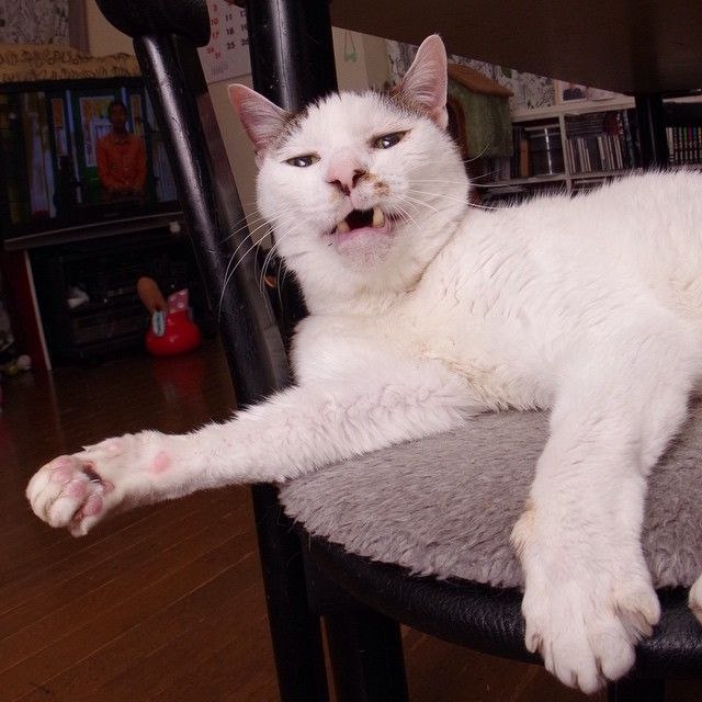 Коты и Кошки