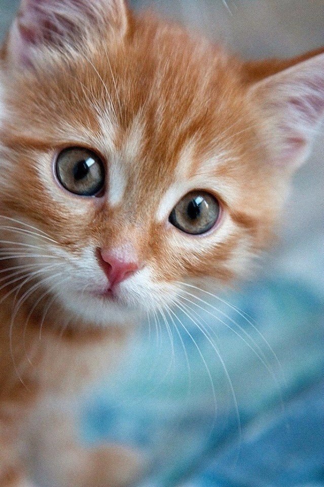 Коты и Кошки