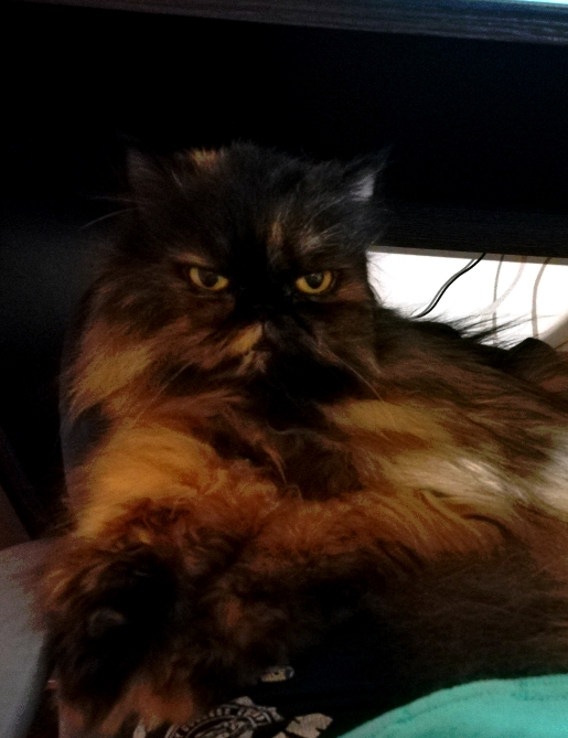 Котовторник 9.01.2018