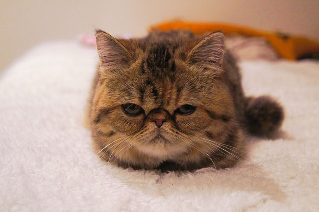 Живность из сети