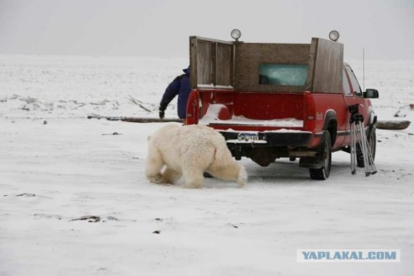 Охота на папарацци (6 фото)