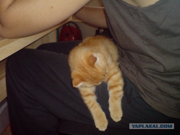 Котовторник на ЯПлакалъ! От числа 09.09.08