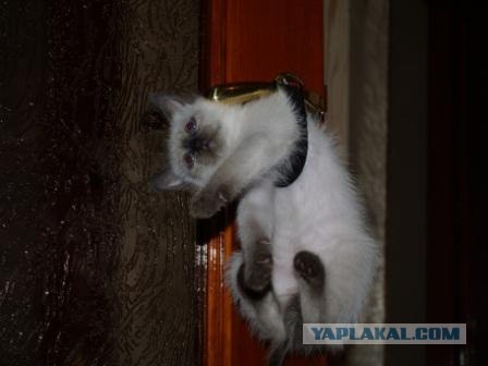 Котовторник на ЯПлакалъ