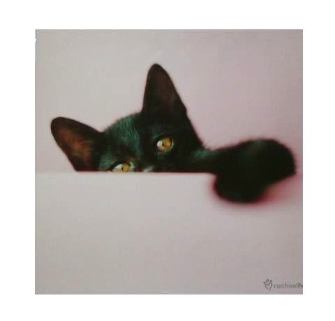 Котовторник